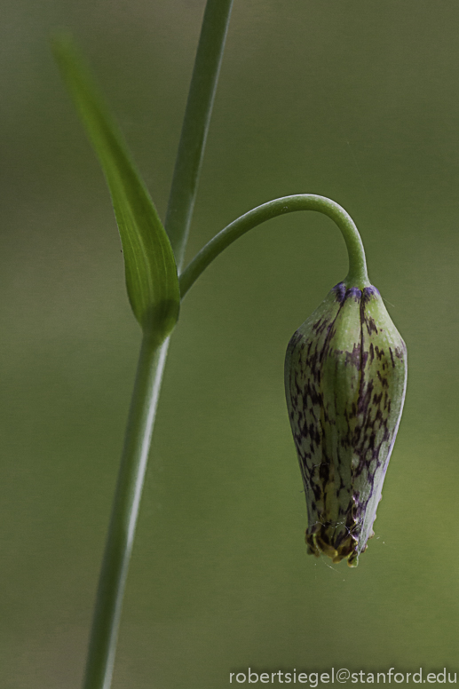 fritillaria